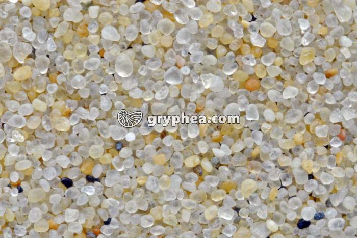 Sable - Dune du Pyla (Gironde) x3 - gryphea.org